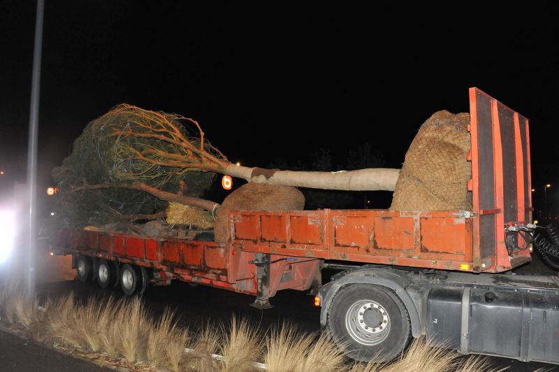 Plantations de Gros arbres dans le Médoc